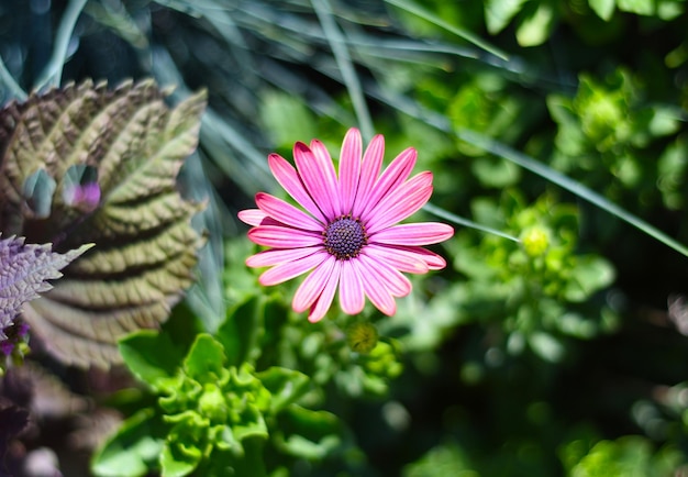 Osteospermum known as the daisybush or African daisy