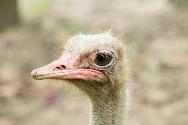 Ostrich bird close up in chiangmai zoo. Thailand.