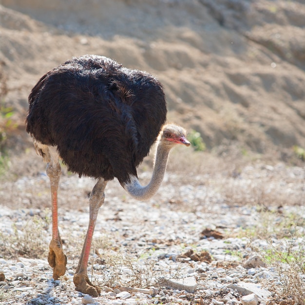 ostrich bird walking with head and neck down