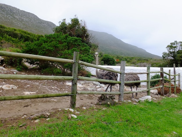 The ostrich farm South Africa