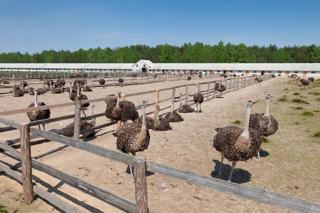 Ostrich farm