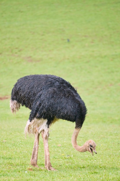 Photo ostrich feeding and resting in a green meadow