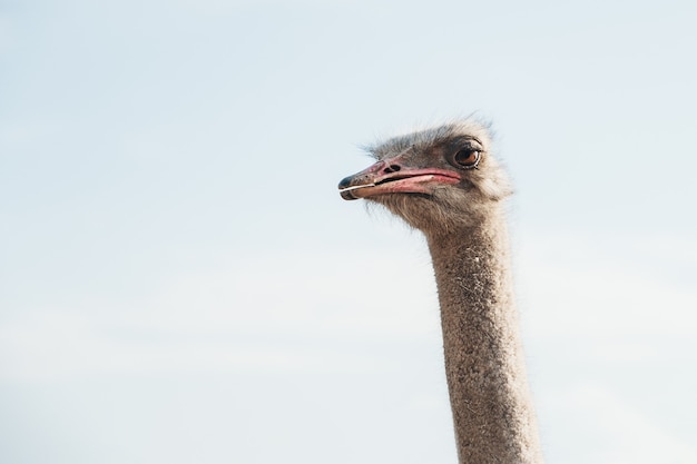 Ostrich head on background of blue sky. Copy space