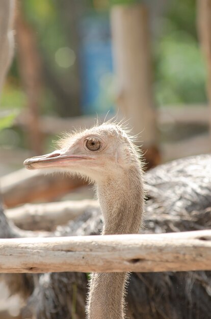 Ostrich head closeup