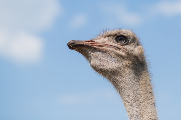 Ostrich head Portrait closeup zoo outdoor in a summer day