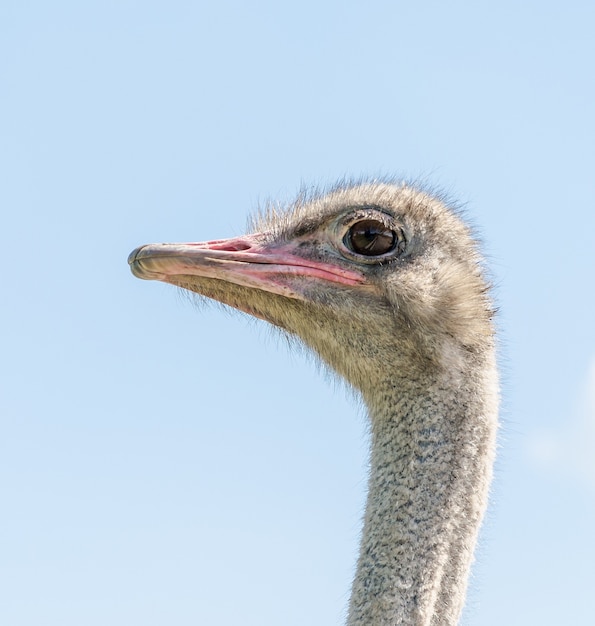 Ostrich male head