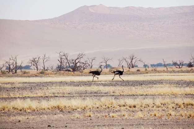 Ostrich running with high speed along the road in Namibia desert