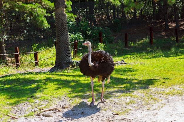 Ostriches with necks crossed in green grassland