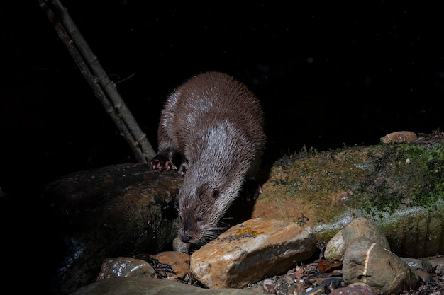 Otter (Lutra lutra) Leon, Spain