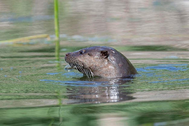 Otter Lutra lutra Malaga Spain