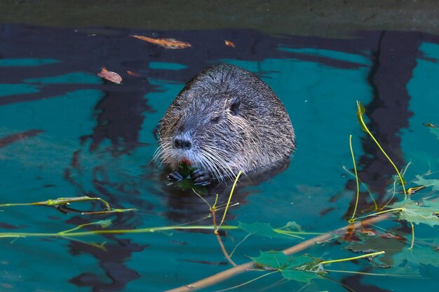 An otter sits in the water and eats tree branches Muskrat