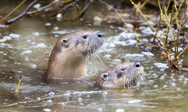 Otter swimming in a river Grand Teton National Park