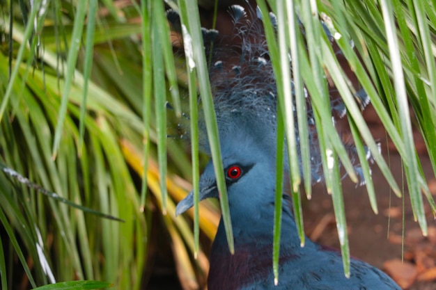 Out of focus a beautiful bird in the wild sits behind the greenery