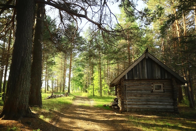 outdoor activities tourism, holiday house in a pine forest, summer landscape sunny day nature north