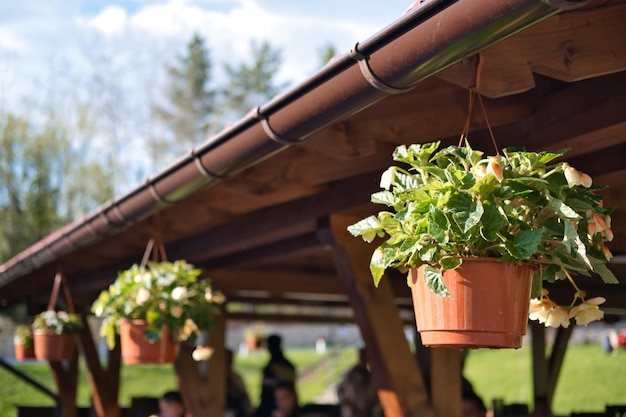 Outdoor area of summer cafe decorated with plants and flowers in hanging pots