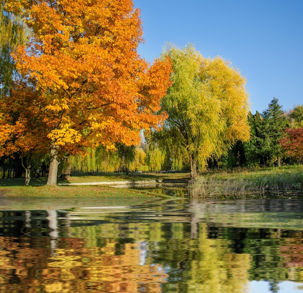 Outdoor autumnal landscape in the park