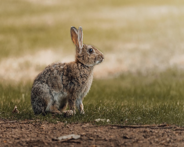 outdoor beautiful animal summer sunlight mammal