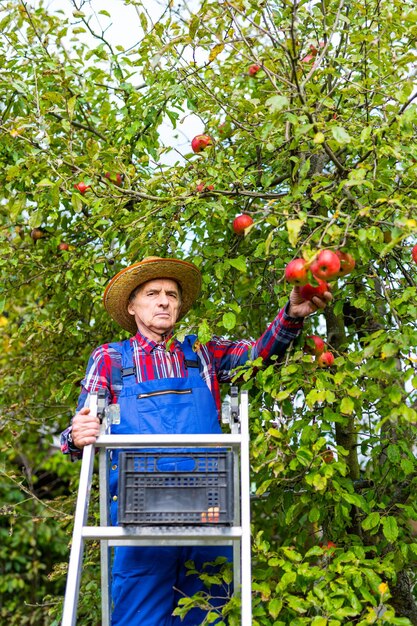 Outdoor countryside fruit gardening Farmer in uniform and hat standing in apple orchard