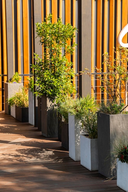 Outdoor flowers in large tubs for landscaping the terrace