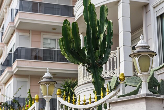 Outdoor garden with a beautiful green cactus on a Turkish street on a warm summer day