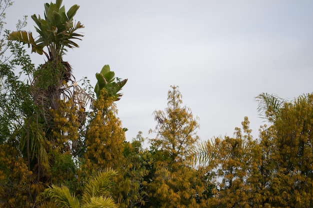 Outdoor plants flowers scenic nature