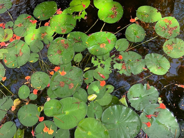 Outdoor pool with natural water lily fountain colorful scenic spot on water in nature pond