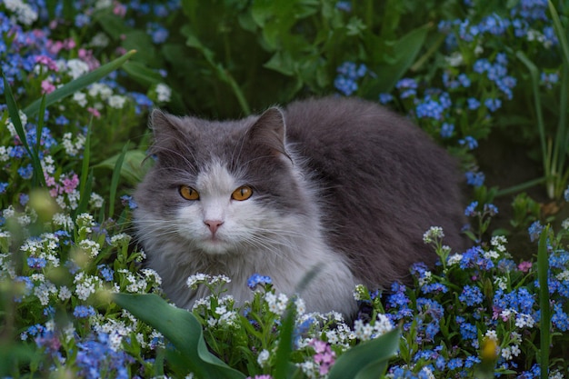 Outdoor portrait of cat playing with flowers in a garden Lives in harmony with nature