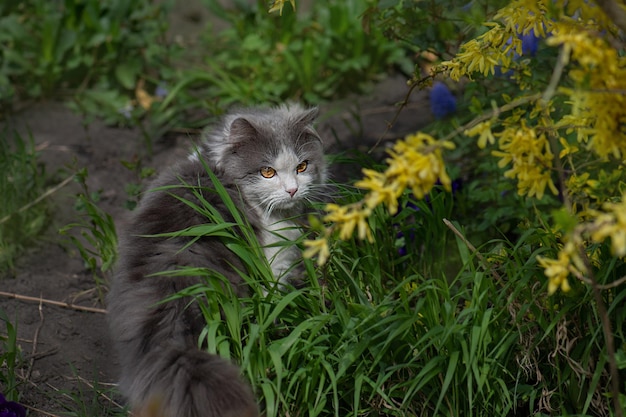 Outdoor portrait of cat playing with flowers in a garden