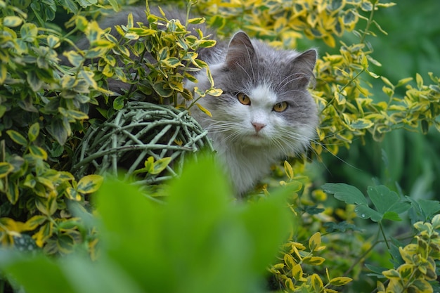 Outdoor portrait of cat playing with flowers in a garden