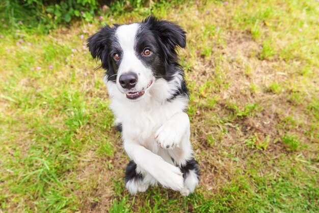 Outdoor portrait of cute border collie sitting on the grass