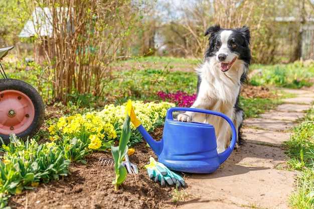 Outdoor portrait of cute dog border collie with watering can in garden background funny puppy dog as