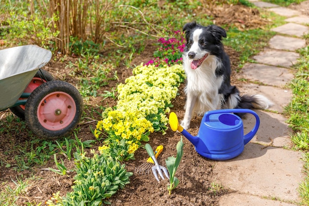 Outdoor portrait of cute dog border collie with watering can and garden cart in garden background fu