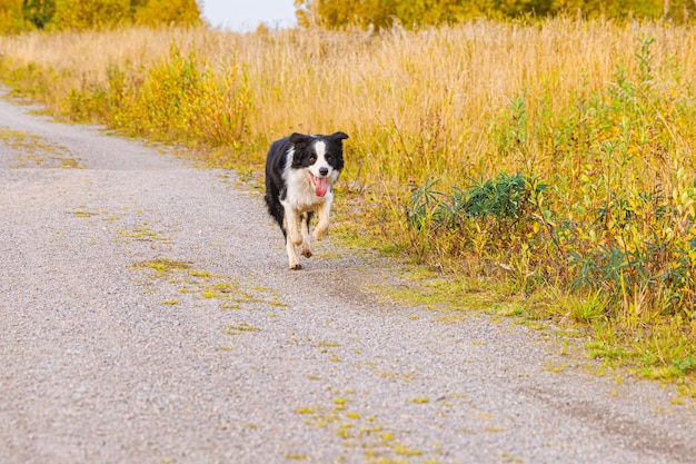 Outdoor portrait of cute smiling puppy border collie running in autumn park outdoor Little dog with funny face on walking in sunny autumn fall day Hello Autumn cold weather concept