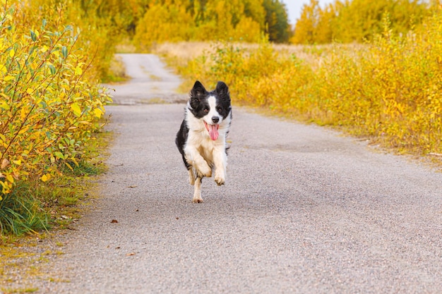 Outdoor portrait of cute smiling puppy border collie running in autumn park outdoor Little dog with funny face on walking in sunny autumn fall day Hello Autumn cold weather concept