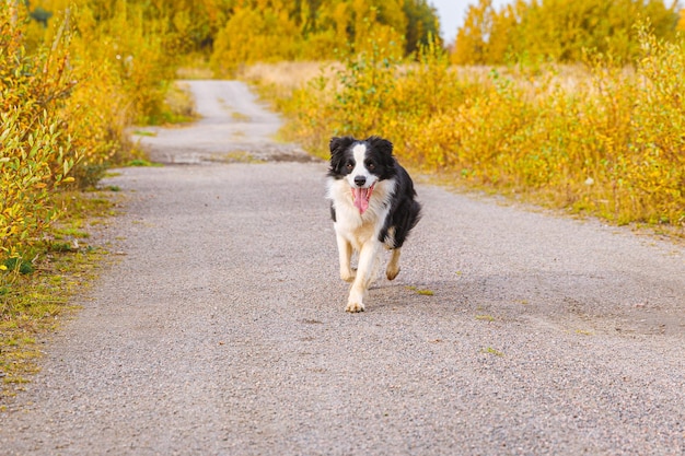 Outdoor portrait of cute smiling puppy border collie running in autumn park outdoor Little dog with funny face on walking in sunny autumn fall day Hello Autumn cold weather concept