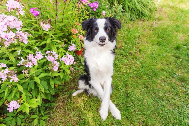 Outdoor portrait of cute smiling puppy border collie sitting on grass flower background new lovely m