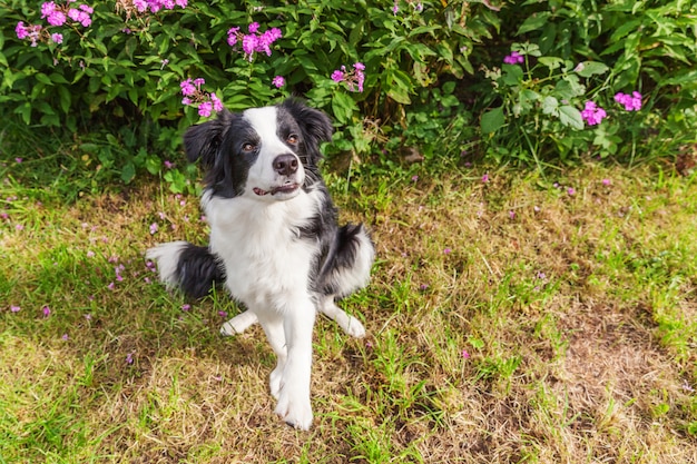 Outdoor portrait of cute smiling puppy border collie sitting on grass flower. New lovely member of family little dog gazing and waiting for reward. Pet care and funny animals life concept.