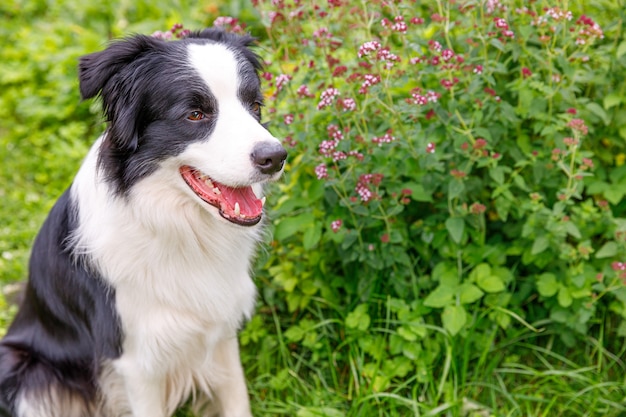 Outdoor portrait of cute smiling puppy border collie sitting on grass, park background. Little dog with funny face