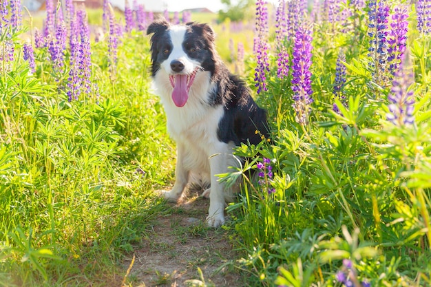 Outdoor portrait of cute smiling puppy border collie sitting on grass violet flower scene