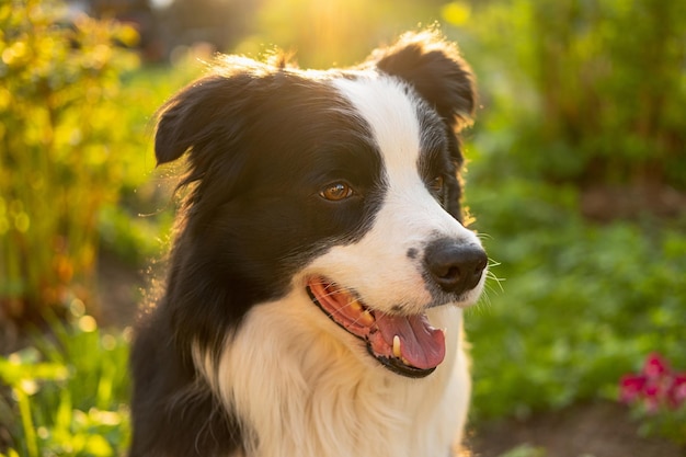 Outdoor portrait of cute smiling puppy border collie sitting on park background Little dog with funny face in sunny summer day outdoors Pet care and funny animals life concept