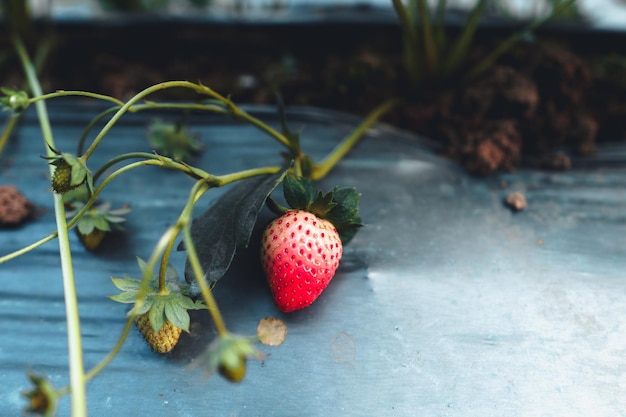 Outdoor strawberry farm in a rural village,strawberry planting