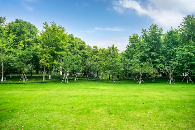 Outdoor sunny green forest background closeup