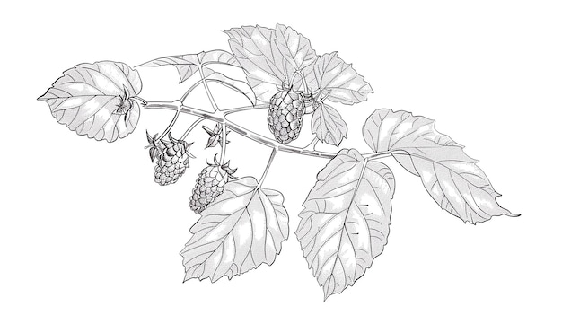 a outline drawing of a Marionberry fruit for kids drawing book