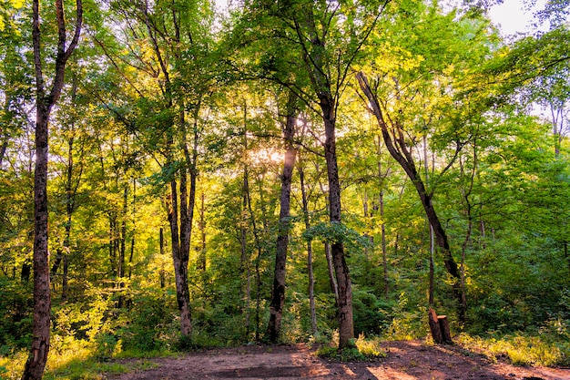 The outskirts of the forest on a sunny day