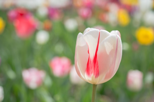 Photo outstanding colorful tulip flower bloom in the spring garden