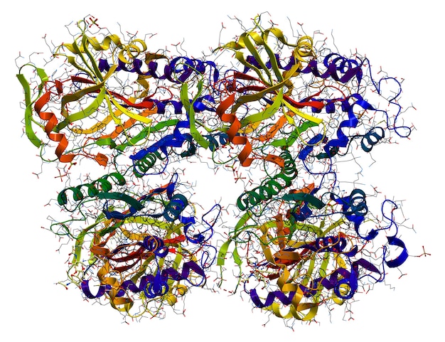 Ovalbumin, the main protein of egg white. Molecular structure