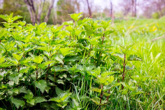 Overgrown nettles in the garden. Nettle is a medicinal plant