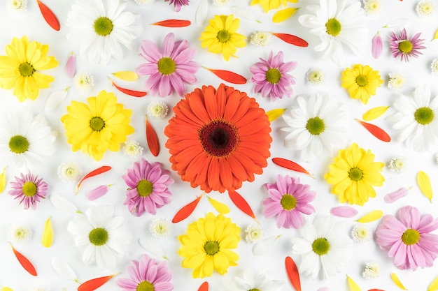 An overhead view of colorful flowerhead on white background