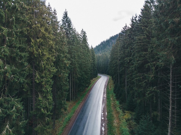 Overhead view of ever green forest in mountains with wet road. road trip concept