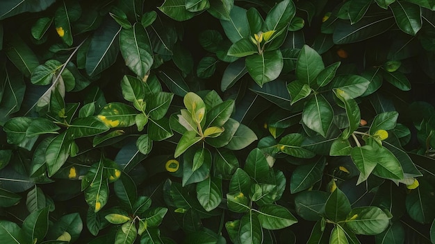 An overhead view of green leaves backdrop